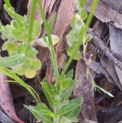 Wahlenbergia stricta subsp. stricta at Kambah, ACT - 7 Nov 2017