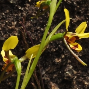 Diuris sulphurea at Booth, ACT - 7 Nov 2017