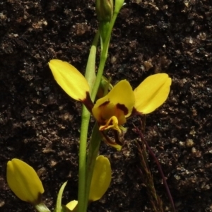 Diuris sulphurea at Booth, ACT - 7 Nov 2017