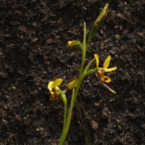 Diuris sulphurea at Booth, ACT - 7 Nov 2017