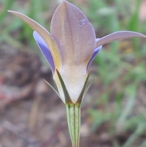 Wahlenbergia luteola at Kambah, ACT - 7 Nov 2017 04:24 PM