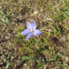 Wahlenbergia luteola at Kambah, ACT - 7 Nov 2017 04:24 PM