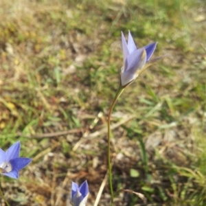 Wahlenbergia luteola at Kambah, ACT - 7 Nov 2017 04:24 PM