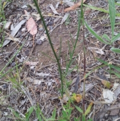 Wahlenbergia luteola at Kambah, ACT - 7 Nov 2017 04:24 PM