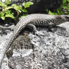 Egernia cunninghami (Cunningham's Skink) at Namadgi National Park - 7 Nov 2017 by JohnBundock