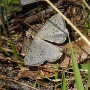 Taxeotis (genus) at Booth, ACT - 7 Nov 2017