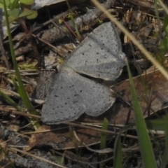 Taxeotis (genus) at Booth, ACT - 7 Nov 2017