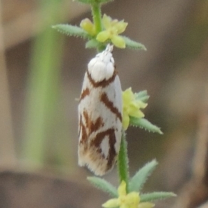 Oxythecta acceptella at Conder, ACT - 24 Oct 2017