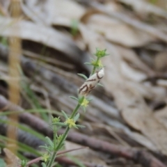 Oxythecta acceptella at Conder, ACT - 24 Oct 2017