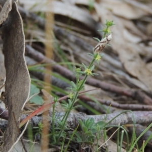 Galium gaudichaudii subsp. gaudichaudii at Conder, ACT - 24 Oct 2017