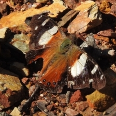 Vanessa itea (Yellow Admiral) at Namadgi National Park - 6 Nov 2017 by JohnBundock