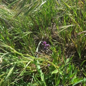 Glycine tabacina at Molonglo Valley, ACT - 8 Nov 2017