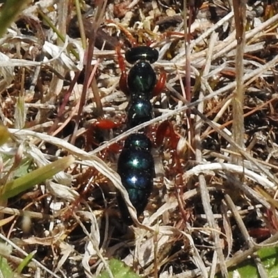 Diamma bicolor (Blue ant, Bluebottle ant) at Namadgi National Park - 7 Nov 2017 by JohnBundock