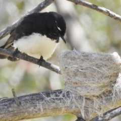 Rhipidura leucophrys (Willie Wagtail) at Booth, ACT - 7 Nov 2017 by JohnBundock