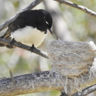 Rhipidura leucophrys (Willie Wagtail) at Booth, ACT - 7 Nov 2017 by JohnBundock