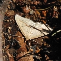 Taxeotis stereospila (Oval-spot Taxeotis (Oenochrominae) at Booth, ACT - 7 Nov 2017 by JohnBundock