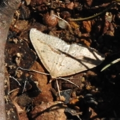 Taxeotis stereospila (Oval-spot Taxeotis (Oenochrominae)) at Booth, ACT - 7 Nov 2017 by JohnBundock