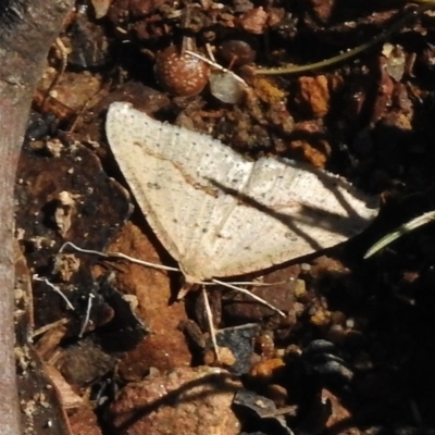 Taxeotis stereospila (Oval-spot Taxeotis (Oenochrominae) at Booth, ACT - 7 Nov 2017 by JohnBundock