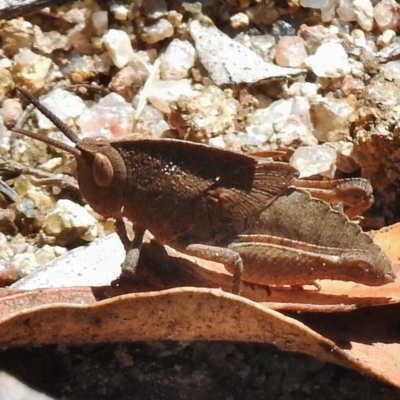 Goniaea australasiae (Gumleaf grasshopper) at Namadgi National Park - 7 Nov 2017 by JohnBundock