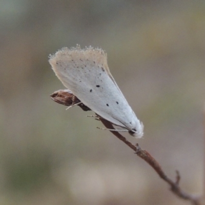 Thalerotricha mylicella (A concealer moth) at Conder, ACT - 24 Oct 2017 by michaelb