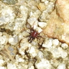 Habronestes sp. (genus) (An ant-eating spider) at Namadgi National Park - 7 Nov 2017 by JohnBundock