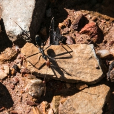 Leptomyrmex erythrocephalus (Spider ant) at Booth, ACT - 7 Nov 2017 by SWishart