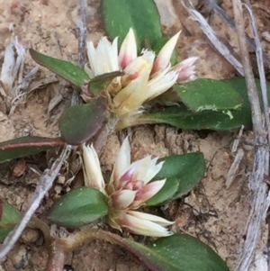 Alternanthera sp. A Flora of NSW (M. Gray 5187) J. Palmer at Googong, NSW - 8 Nov 2017 05:26 PM