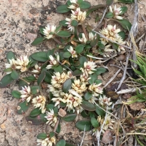 Alternanthera sp. A Flora of NSW (M. Gray 5187) J. Palmer at Googong, NSW - 8 Nov 2017 05:26 PM