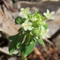 Poranthera microphylla (Small Poranthera) at Googong, NSW - 8 Nov 2017 by Wandiyali