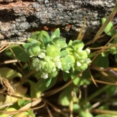 Poranthera microphylla at Googong, NSW - 8 Nov 2017