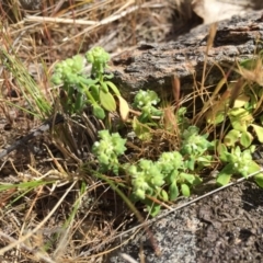 Poranthera microphylla at Googong, NSW - 8 Nov 2017 05:29 PM