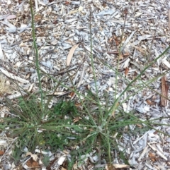 Chondrilla juncea (Skeleton Weed) at Garran, ACT - 7 Nov 2017 by ruthkerruish