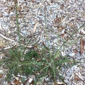 Chondrilla juncea at Garran, ACT - 7 Nov 2017 12:00 AM