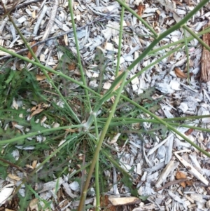 Chondrilla juncea at Garran, ACT - 7 Nov 2017