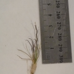Tripogonella loliiformis (Five Minute Grass, Rye Beetle-Grass) at Mount Majura - 7 Nov 2017 by gregbaines