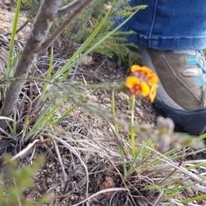 Dillwynia sp. at Michelago, NSW - 3 Nov 2017