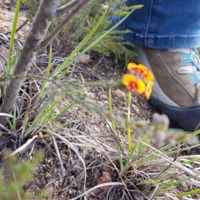 Dillwynia sp. at Tinderry Mountains - 3 Nov 2017 by Lesleyishiyama