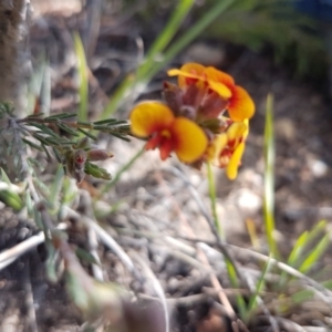 Dillwynia sp. at Michelago, NSW - 3 Nov 2017