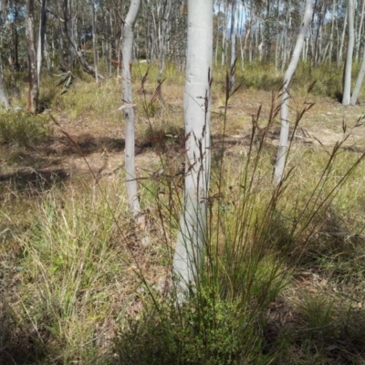 Rytidosperma pallidum (Red-anther Wallaby Grass) at Little Taylor Grasslands - 8 Nov 2017 by RosemaryRoth