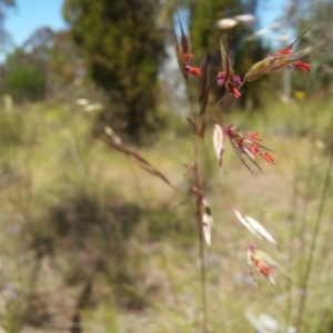 Rytidosperma pallidum at Kambah, ACT - 8 Nov 2017 12:39 PM