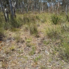 Rytidosperma pallidum at Kambah, ACT - 8 Nov 2017 12:39 PM