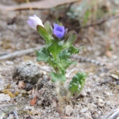 Veronica calycina (Hairy Speedwell) at Conder, ACT - 24 Oct 2017 by MichaelBedingfield