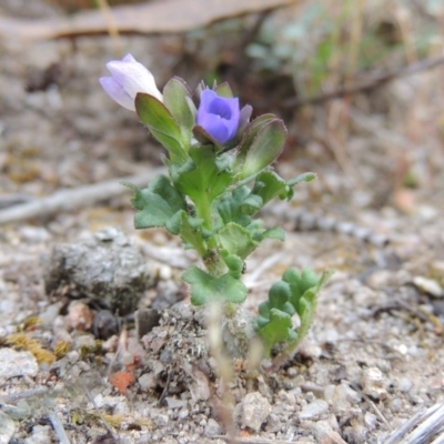 Veronica calycina (Hairy Speedwell) at Conder, ACT - 24 Oct 2017 by MichaelBedingfield