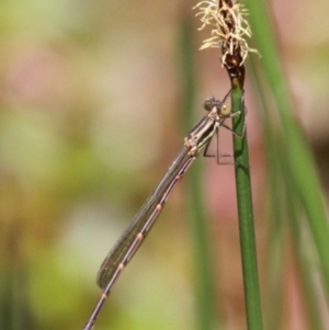 Austrolestes analis at Uriarra Village, ACT - 4 Nov 2017