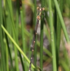 Austrolestes analis at Uriarra Village, ACT - 4 Nov 2017 12:54 PM