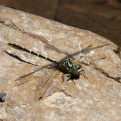 Austrogomphus guerini (Yellow-striped Hunter) at Cotter River, ACT - 4 Nov 2017 by HarveyPerkins