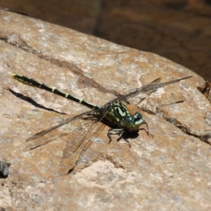 Austrogomphus guerini at Cotter River, ACT - 4 Nov 2017 01:30 PM