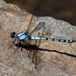 Diphlebia nymphoides at Coree, ACT - 4 Nov 2017