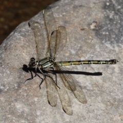 Diphlebia nymphoides (Arrowhead Rockmaster) at Swamp Creek - 4 Nov 2017 by HarveyPerkins