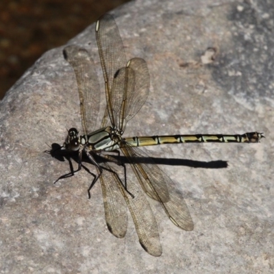 Diphlebia nymphoides (Arrowhead Rockmaster) at Stromlo, ACT - 4 Nov 2017 by HarveyPerkins